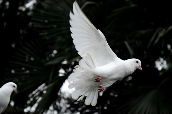 El cardenal Pironio, creador de las JMJ, más cerca de ser beato